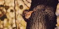 A cute forest squirrel gnaws a nut on a branch in the autumn forest Royalty Free Stock Photo