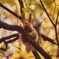 A cute forest squirrel gnaws a nut on a branch in the autumn forest Royalty Free Stock Photo