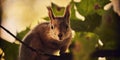 A cute forest squirrel gnaws a nut on a branch in the autumn forest Royalty Free Stock Photo