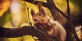 A cute forest squirrel gnaws a nut on a branch in the autumn forest Royalty Free Stock Photo