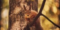 A cute forest squirrel gnaws a nut on a branch in the autumn forest Royalty Free Stock Photo