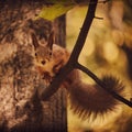 A cute forest squirrel gnaws a nut on a branch in the autumn forest Royalty Free Stock Photo