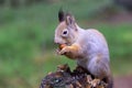 A cute forest squirrel is sitting on an old tree stump gnawing an oak acorn, close-up. Royalty Free Stock Photo