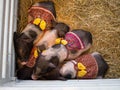 A Cute Four dwarf pigs, is small breeds of domestic pig with fancy red dress and yellow ribbon, sleeping in a farm cage.