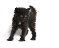 Cute four-week-old kitten on white Royalty Free Stock Photo