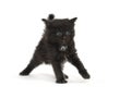 Cute four-week-old kitten on white Royalty Free Stock Photo