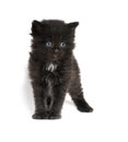 Cute four-week-old kitten on white Royalty Free Stock Photo