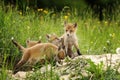 Cute fox brothers the burrow Royalty Free Stock Photo