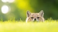 A Cute Fox Kit Hiding in Grass Royalty Free Stock Photo
