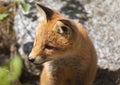 Cute fox portrait