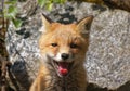 Cute fox portrait