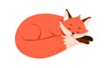 Cute fox pup sleeping, relaxing. Wild animal asleep, curled up in fetal position. Sweet sleepy cub lying and dreaming