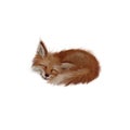 Cute fox realistic hand drawn illustration on white background isolated Royalty Free Stock Photo