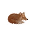 Cute fox realistic hand drawn illustration on white background isolated Royalty Free Stock Photo