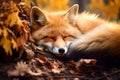 Cute Fox Sleeping On Autumn Leaves