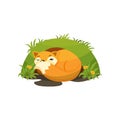 Cute fox sleeping in a den vector Illustration on a white background Royalty Free Stock Photo