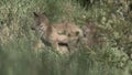 fox puppies in springtime -germany