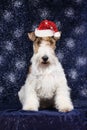 Cute foxterrier with christmas hat