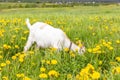 Cute free range goatling on organic natural eco animal farm freely grazing in meadow background. Domestic goat graze