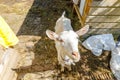 Cute free range goatling on organic natural eco animal farm freely grazing in yard on ranch background. Domestic goat