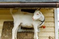 Cute free range goatling on organic natural eco animal farm freely grazing in yard on ranch background. Domestic goat