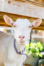 Cute free range goatling on organic natural eco animal farm freely grazing in yard on ranch background. Domestic goat graze in