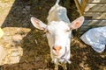 Cute free range goatling on organic natural eco animal farm freely grazing in yard on ranch background. Domestic goat