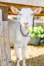 Cute free range goatling on organic natural eco animal farm freely grazing in yard on ranch background. Domestic goat