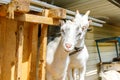 Cute free range goatling on organic natural eco animal farm freely grazing in yard on ranch background. Domestic goat