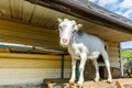 Cute free range goatling on organic natural eco animal farm freely grazing in yard on ranch background. Domestic goat