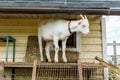 Cute free range goatling on organic natural eco animal farm freely grazing in yard on ranch background. Domestic goat