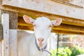 Cute free range goatling on organic natural eco animal farm freely grazing in yard on ranch background. Domestic goat