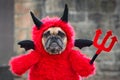 Cute French Buldog dog with red Halloween devil costum with fake arms holding pitchfork