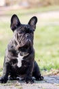 The cute French Bulldog