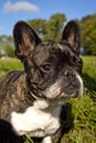 Cute french bulldog with blue sky, vertical