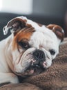 A cute French Bulldog close up portrait