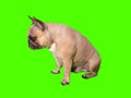 Cute french bulldog dog chrome key green screen side profile looking down