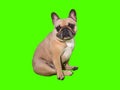 Cute french bulldog dog chrome key green screen sitting