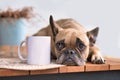 Cute French Bulldog dog lying down next to blank white drinking cup Royalty Free Stock Photo