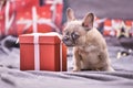 Cute French Bulldog dog puppy nibbling at ribbon of red Christmas gift box surrounded by seasonal decoration Royalty Free Stock Photo