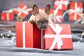 French Bulldog dog puppy peeking out of red Christmas gift box with ribbon Royalty Free Stock Photo