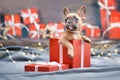 Cute French Bulldog dog puppy peeking out of red Christmas gift box with ribbon Royalty Free Stock Photo