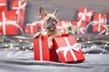 Cute French Bulldog dog puppy peeking out of red Christmas gift box with ribbon Royalty Free Stock Photo