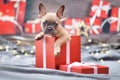 Cute French Bulldog dog puppy peeking out of red Christmas gift box with ribbon Royalty Free Stock Photo