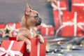 Cute French Bulldog dog puppy peeking out of red Christmas gift box with ribbon s Royalty Free Stock Photo