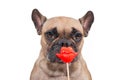 Cute French Bulldog dog with red kiss lips photo prop in front of white background Royalty Free Stock Photo