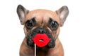 Cute French Bulldog Dog With Red Kiss Lips Photo Prop In Front Of White Background