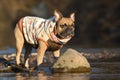 French Bulldog dog standing on stones at river bank, wearing a homemade warm coat with autumn pattern Royalty Free Stock Photo