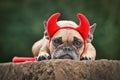Cute French Bulldog dog wearing Halloween costume with red devil horns and tail