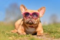 Cute French Bulldog dog wearing pink sunglasses in summer on hot day Royalty Free Stock Photo